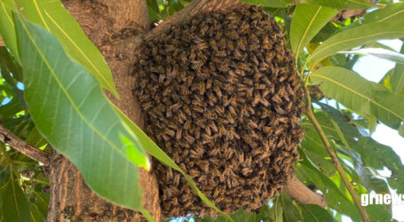 GRNEWS TV: Apicultores afirmam que cuidados simples podem evitar ataques de abelhas na zona rural