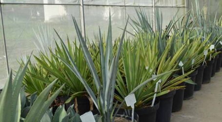 Brasil busca nova fronteira para produção de etanol com estudo sobre a planta da tequila