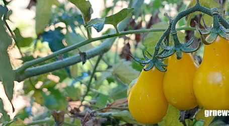 Lula libera R$ 12 bilhões para renegociação de dívidas de agricultores rurais