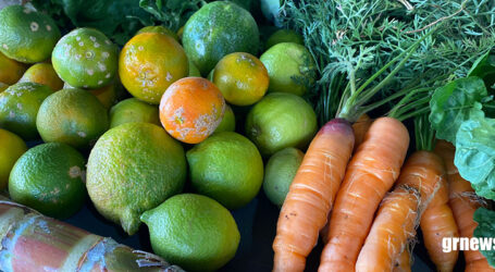 GRNEWS TV: Com apoio da Emater-MG, Pará de Minas amplia produção local e diversifica alimentos da merenda escolar