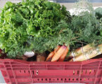 Agricultores familiares aumentam a renda em 30% com Programa de Aquisição de Alimentos