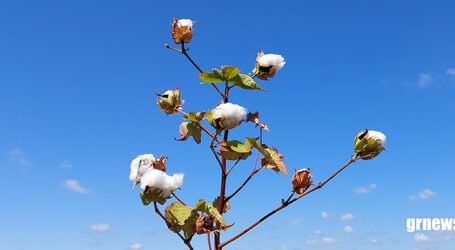 Agricultura nacional bate recorde e Minas Gerais projeta crescimento da safra de grãos