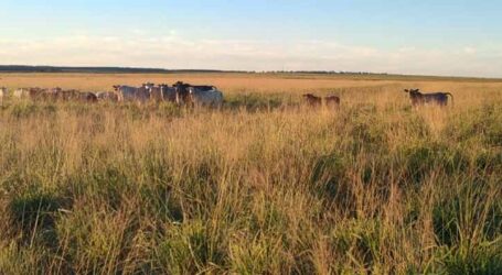 Revolução na lavoura pecuária com a tecnologia antecipasto
