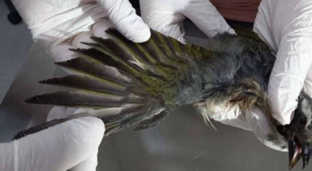 Animais silvestres resgatados em Nova Serrana recebem cuidados e reabilitação no Cetras de Divinópolis