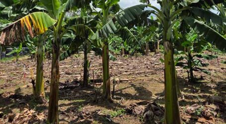 Tecnologia a favor da banana: cultivares da Embrapa são resistentes à pior doença da bananeira