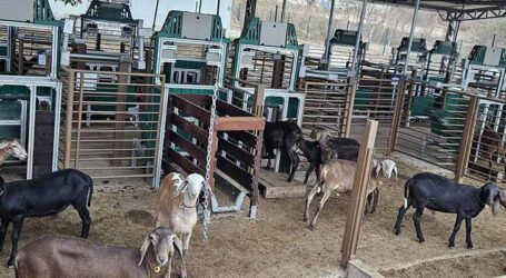 Nova tecnologia impulsiona pecuária com seleção de caprinos e ovinos mais produtivos