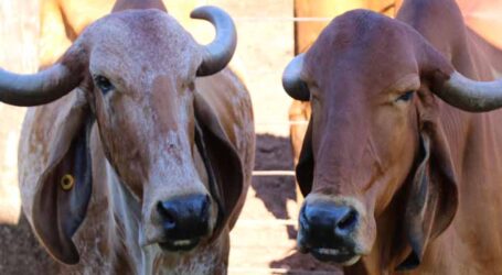 Aprimoramento genético do gado Gir Leiteiro em MG gera touros elevam produtividade e qualidade em rebanhos
