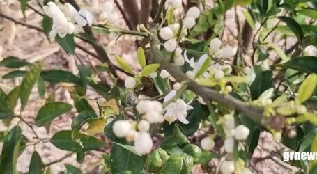 Uma solução verde que detecta resíduos de pesticidas no pólen de laranjeira com alta precisão e baixo custo