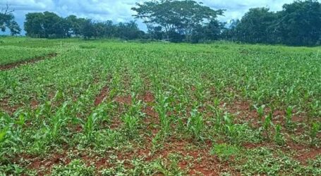 Técnicas simples auxiliam lavouras orgânicas a conviver com plantas espontâneas