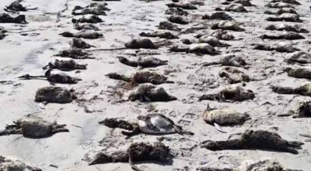 Grande número de pinguins é encontrado morto no litoral de São Paulo