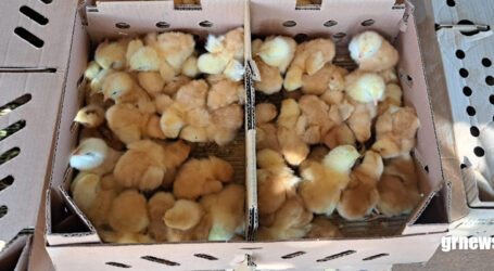 GRNEWS TV: Compra coletiva de pintinhos fortalece produção avícola e estimula pequenos criadores