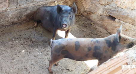 Aplicativo fortalece assistência técnica digital para suinocultores