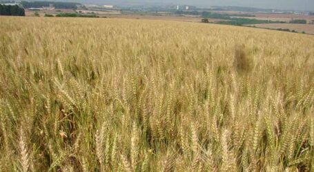 Qualidade e sanidade elevadas em nova cultivar de trigo da Embrapa
