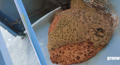 GRNEWS TV: Ataques de abelhas em Pará de Minas reforçam necessidade de medidas preventivas