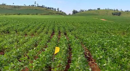 Imagens de satélite projetam produtividade de lavouras com alta precisão