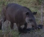 GRNEWS TV: Encontro de biólogo com Anta no Cerrado revela riqueza e desafios da fauna brasileira