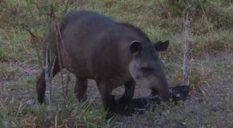 GRNEWS TV: Encontro de biólogo com Anta no Cerrado revela riqueza e desafios da fauna brasileira