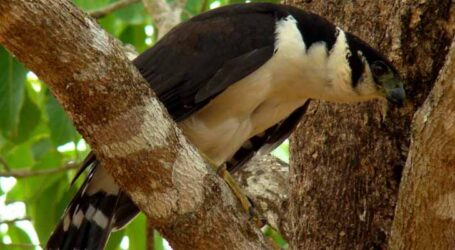 GRNEWS TV: Raro falcão-relógio é registrado em ruínas de igreja histórica de Guardas, área rural de Pará de Minas