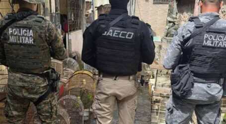 Operação Fauna Protegida prende líder de tráfico de animais silvestres na Bahia