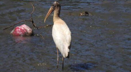 GRNEWS TV: Cabeça-seca reaparece no Ribeirão Paciência e raro besouro escorpião também é registrado em Pará de Minas