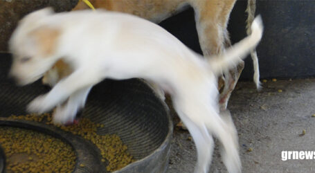 GRNEWS TV: Banco de Ração para pets exige ajustes legais para funcionar com segurança em Pará de Minas, diz secretário