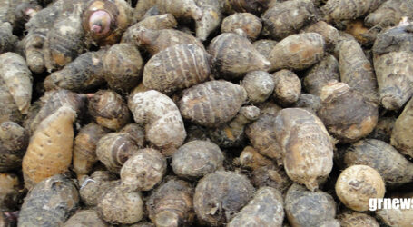 GRNEWS TV: Suco de cará e hidratação são aliados naturais contra viroses, diz nutricionista