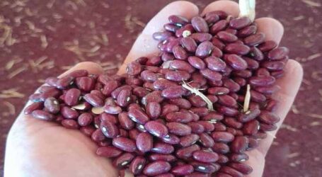 Novidade na lavoura mineira