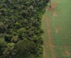Brasil protagoniza queda histórica no desmatamento e lidera redução de perdas florestais no mundo