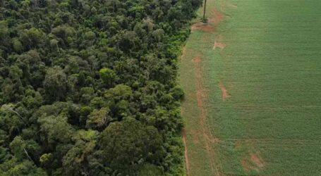 Licenciamento para desmatamento será padronizado no Brasil