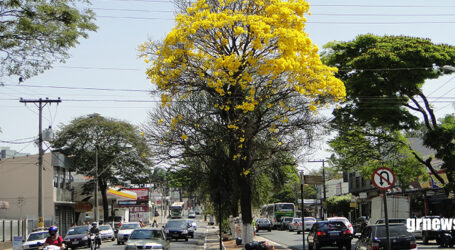 Plantio de 200 mudas de ipês amarelos na Presidente Vargas. Ação integra o projeto Pará de Minas em Cores que pretende embelezar a cidade