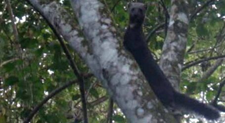 GRNEWS TV: Imagens raras captadas por biólogo mostram Irara enfrentando abelhas em busca de alimento