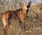 GRNEWS TV: Encontros raros de biólogo com lobo-guará, lontras e macaco-aranha