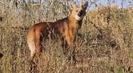 GRNEWS TV: Encontros raros de biólogo com lobo-guará, lontras e macaco-aranha