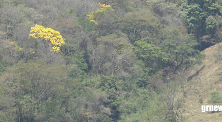 GRNEWS TV: Críticas ao esvaziamento da política ambiental em Minas Gerais ganham força às vésperas da COP30