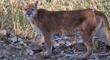 GRNEWS TV: Biólogo paraminense registra encontro raro com onça-parda a apenas 7 metros de distância