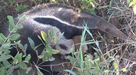 GRNEWS TV: Tamanduá-bandeira em momentos raros e a preocupação constante com atropelamentos de animais