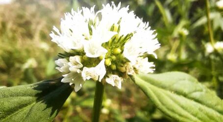 Pesquisa aponta estratégias para controlar erva invasora em plantações de soja e milho