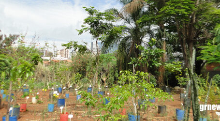 GRNEWS TV: Precarização dos viveiros do IEF ameaça programas de recomposição ambiental em Minas