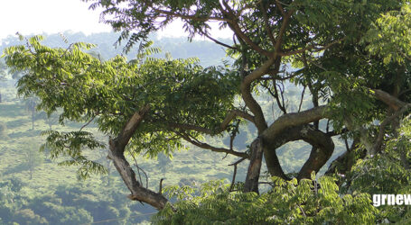 Petrobras estende prazo para projetos que buscam soluções climáticas em cidades