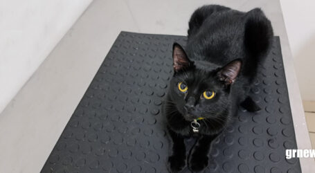 GRNEWS TV: Esporotricose avança em Pará de Minas e reforça alerta sobre cuidados com os gatos