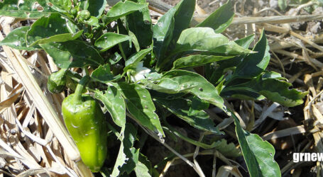 GRNEWS TV: Nova Serrana aposta em agronegócio sustentável e organização do setor rural