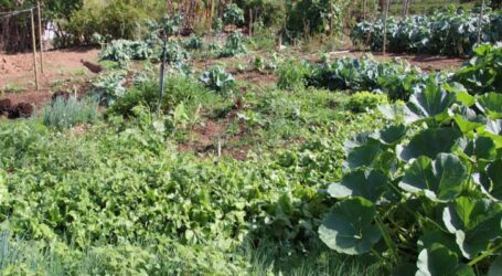 Hortas circulares inovam a agricultura familiar em Minas e geram nova fonte de renda