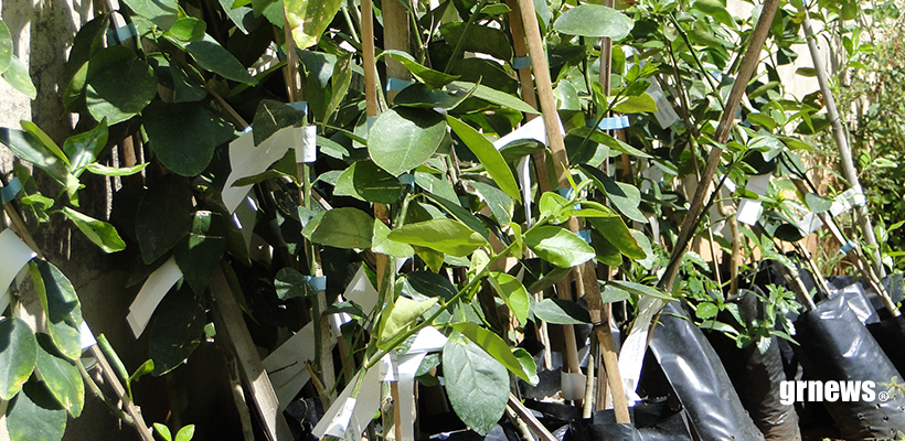 Pará de Minas realiza 20ª edição do Projeto “Troque o Lixo pelo Verde” com foco em reciclagem e sustentabilidade