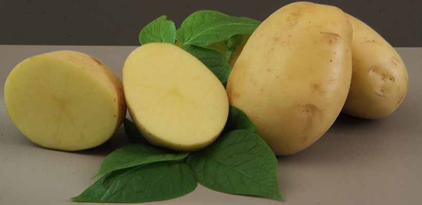 Fim das manchas escuras: nova batata da Embrapa revoluciona produção de chips