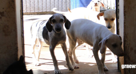 GRNEWS TV: Temos muitos protetores em Pará de Minas atuando de várias maneiras e a população pode ajudar com os custos para resgatar animais