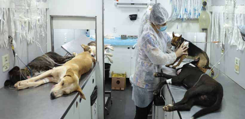 Minas Gerais consolida rede de proteção e bem-estar para cães e gatos