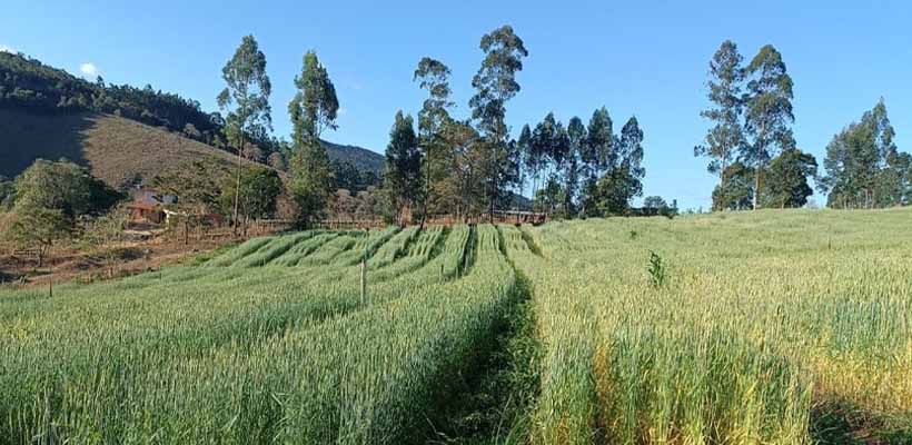 Silagem de trigo forrageiro revoluciona alimentação do gado leiteiro no Vale do Jequitinhonha