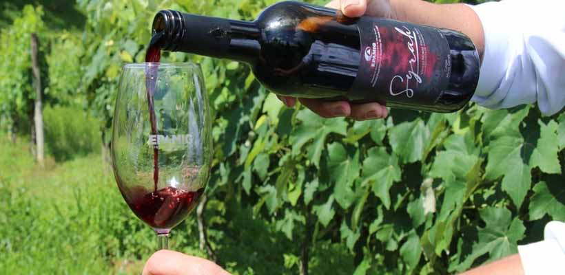 Pesquisa mineira utiliza árvores nativas para criar vinhos com identidade brasileira única