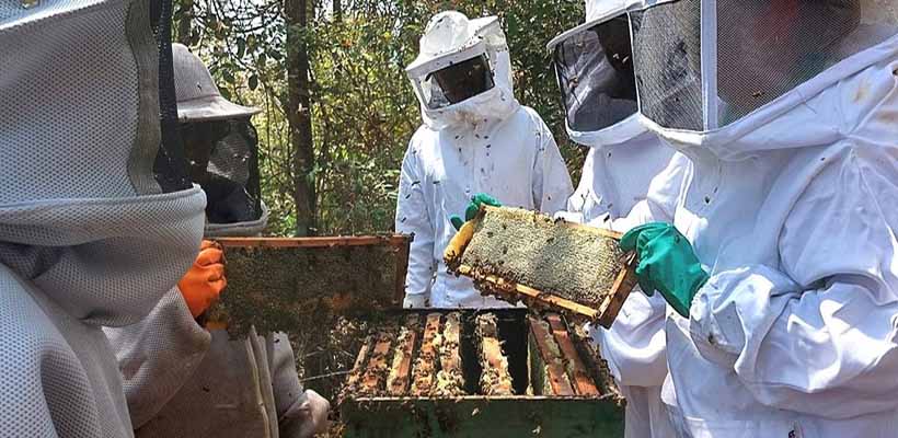 Pureza do campo à mesa: Emater-MG lança guia essencial para a produção de mel de excelência