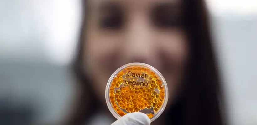 Tecnologia brasileira imita sabor e nutrientes produzindo em laboratório salmão, caviar e anéis de lula veganos